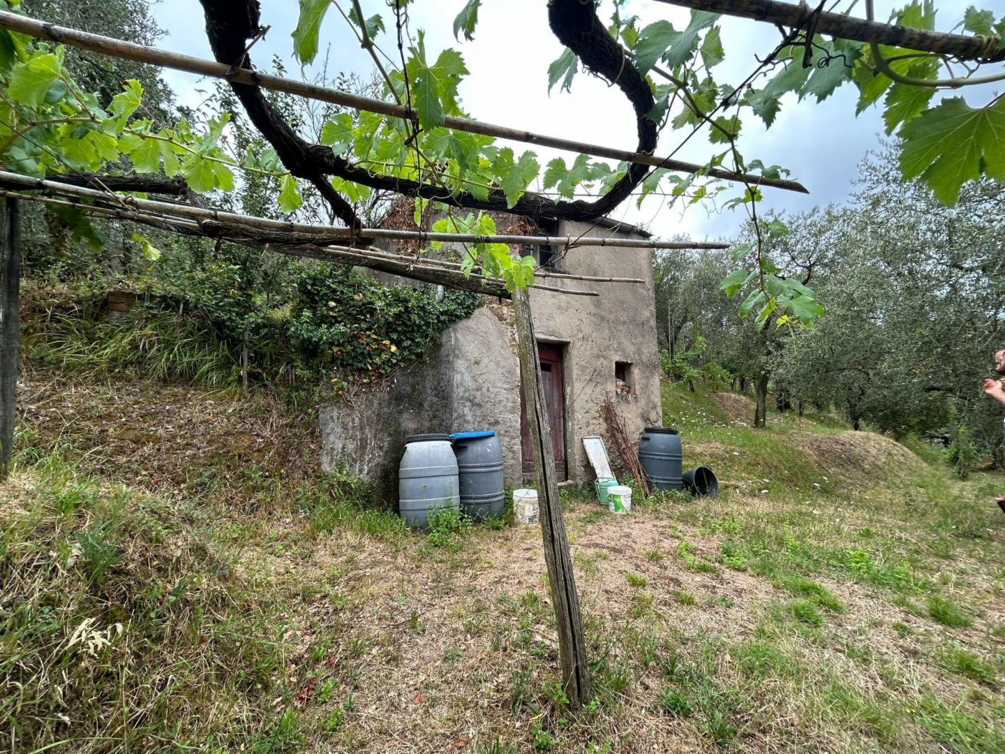 immagine annuncio 1 di 10