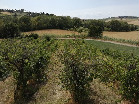 immagine annuncio 8 di 10