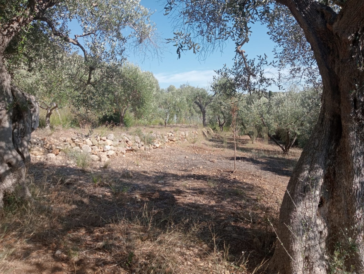 immagine annuncio 5 di 8