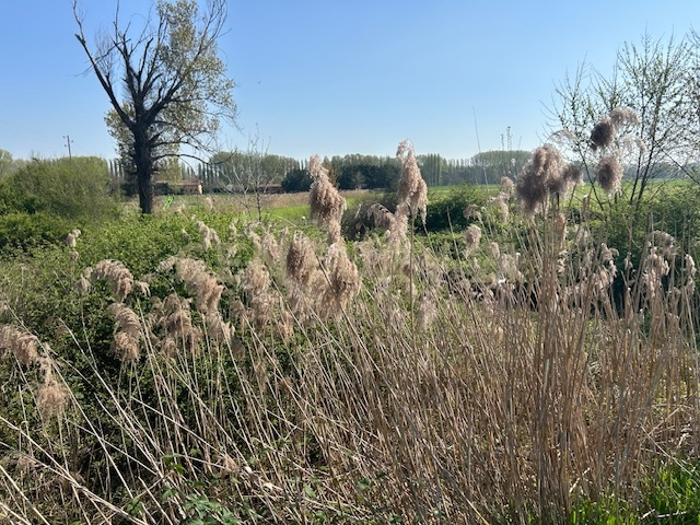 immagine annuncio 3 di 8