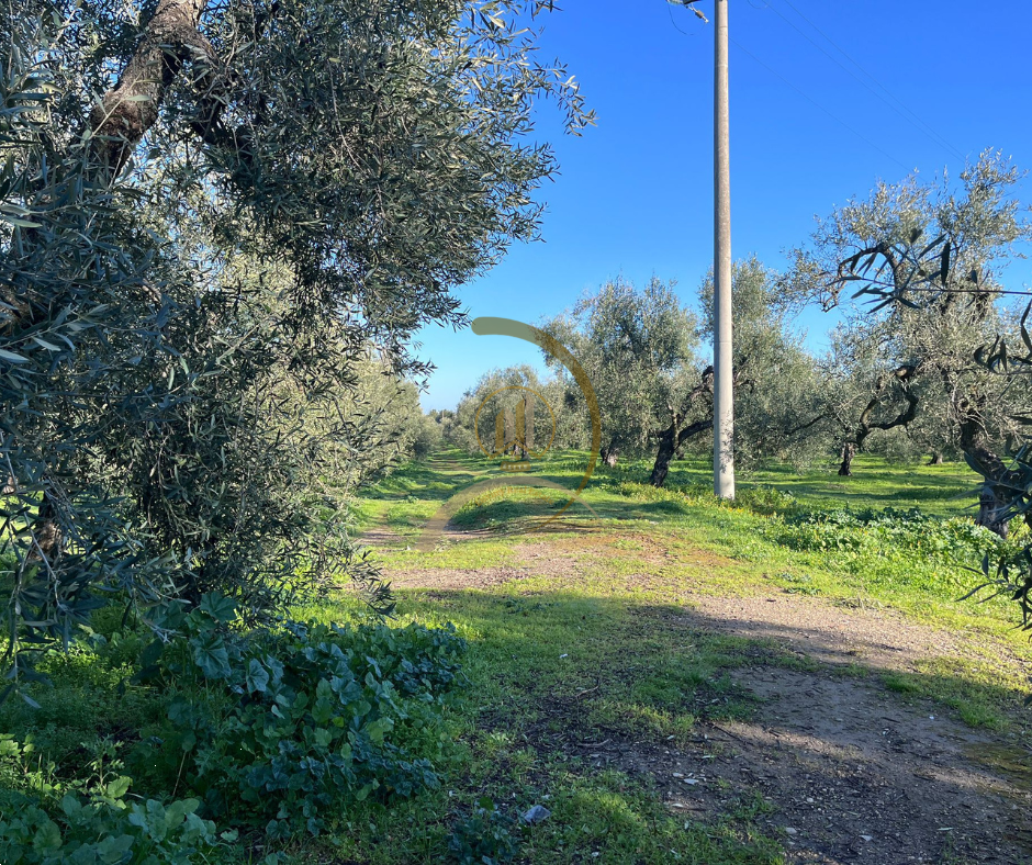 immagine annuncio 3 di 6