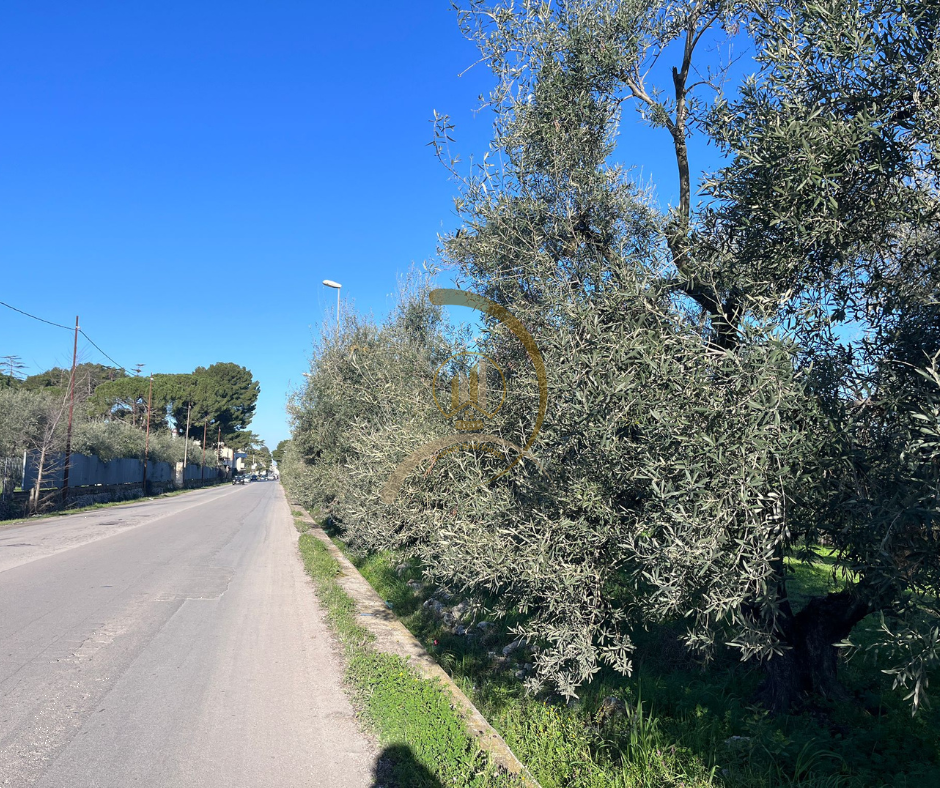 immagine annuncio 5 di 6