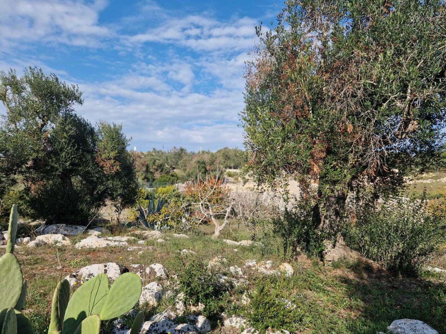 immagine annuncio 7 di 10