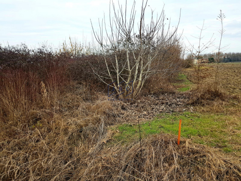 immagine annuncio 4 di 6