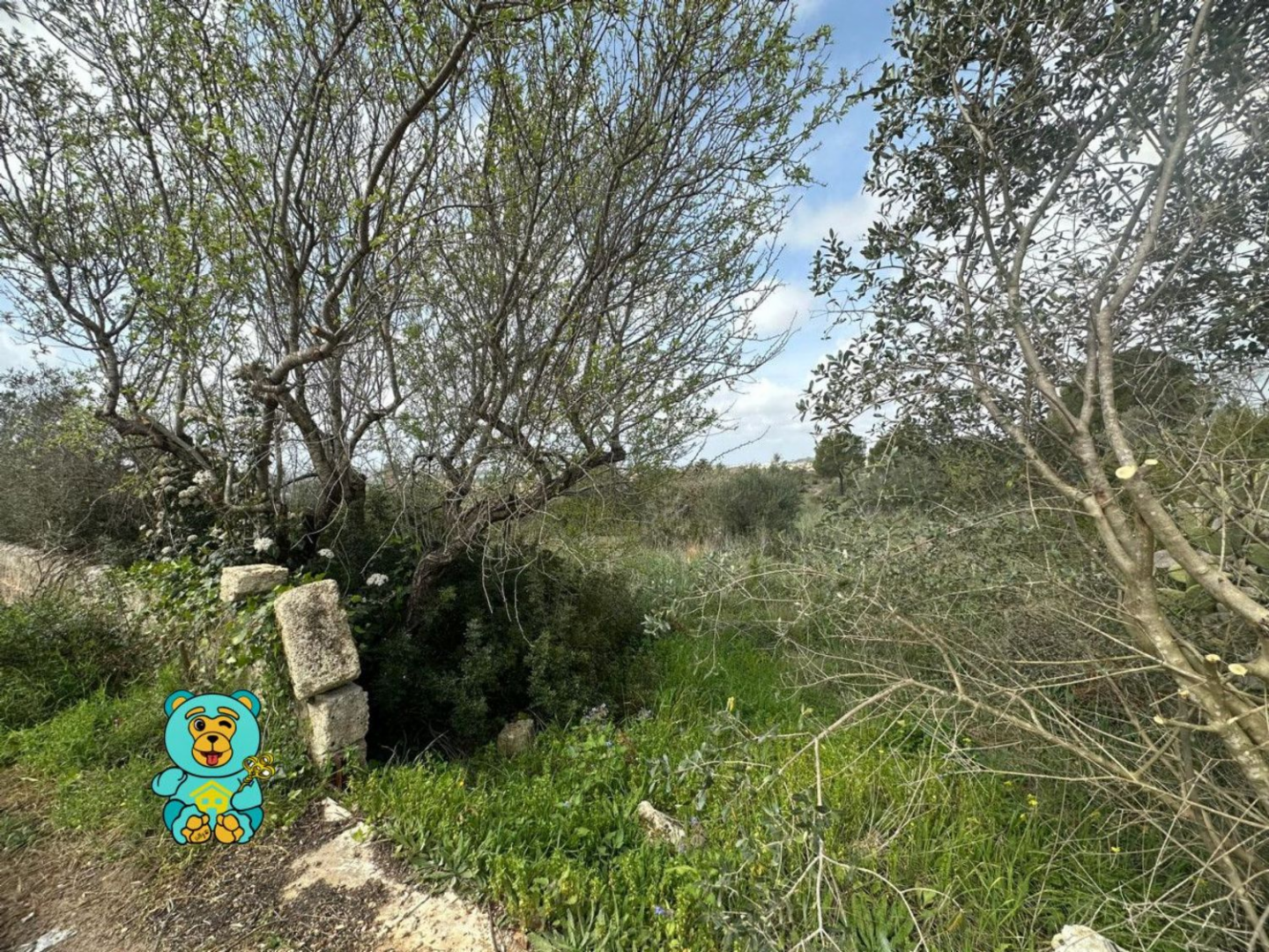 immagine annuncio 9 di 10