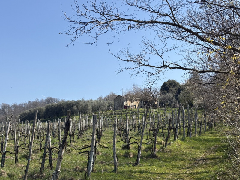 immagine annuncio 7 di 9