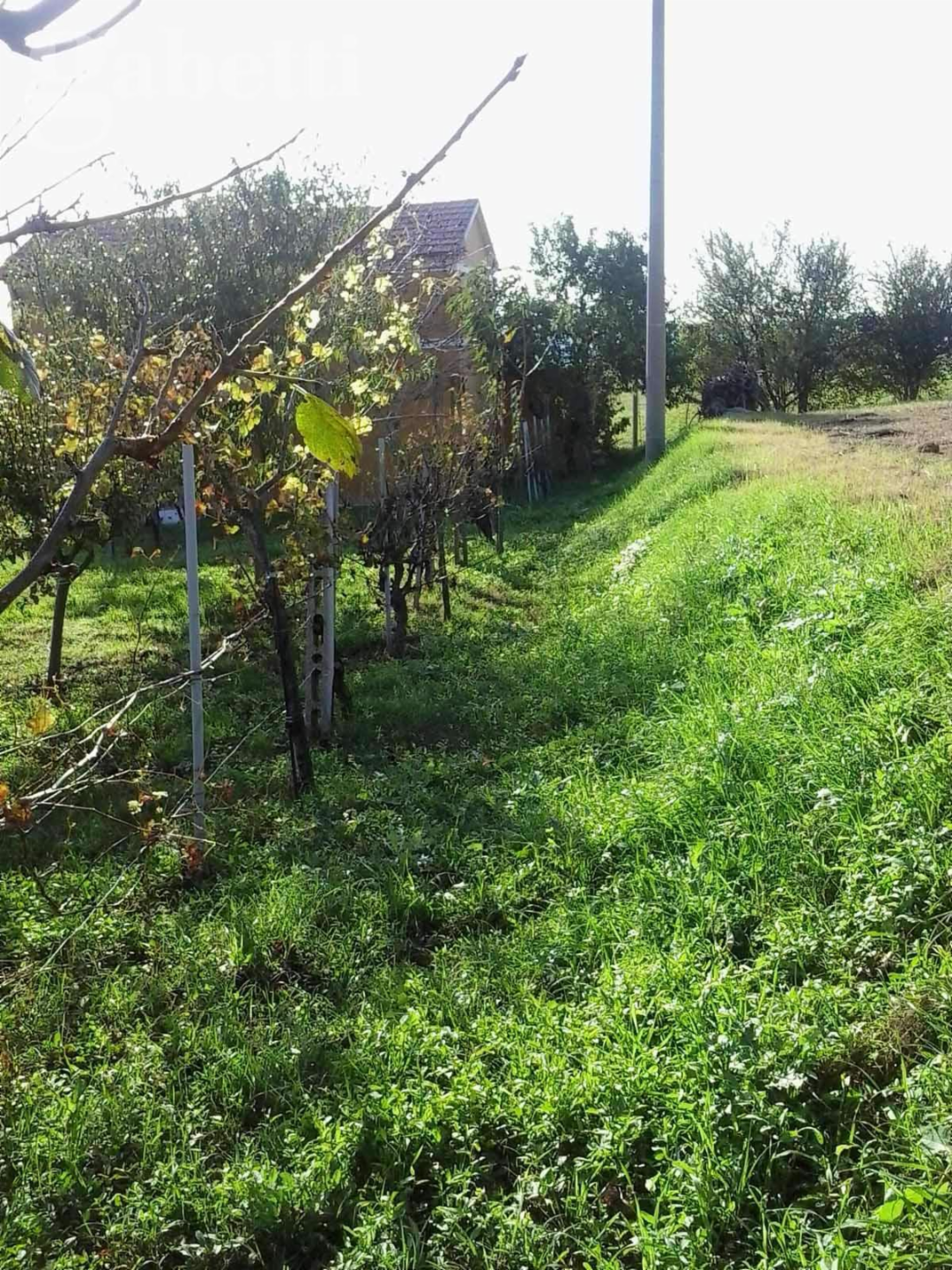 immagine annuncio 5 di 7