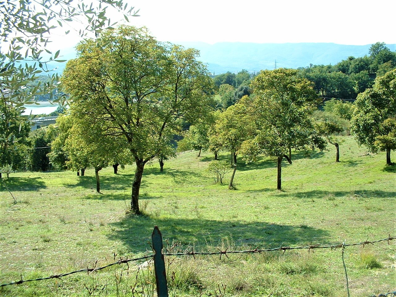 immagine annuncio 1 di 8