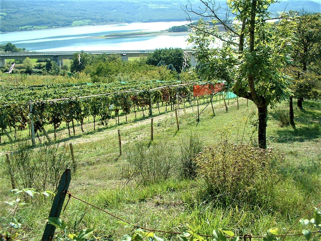 immagine annuncio 4 di 8