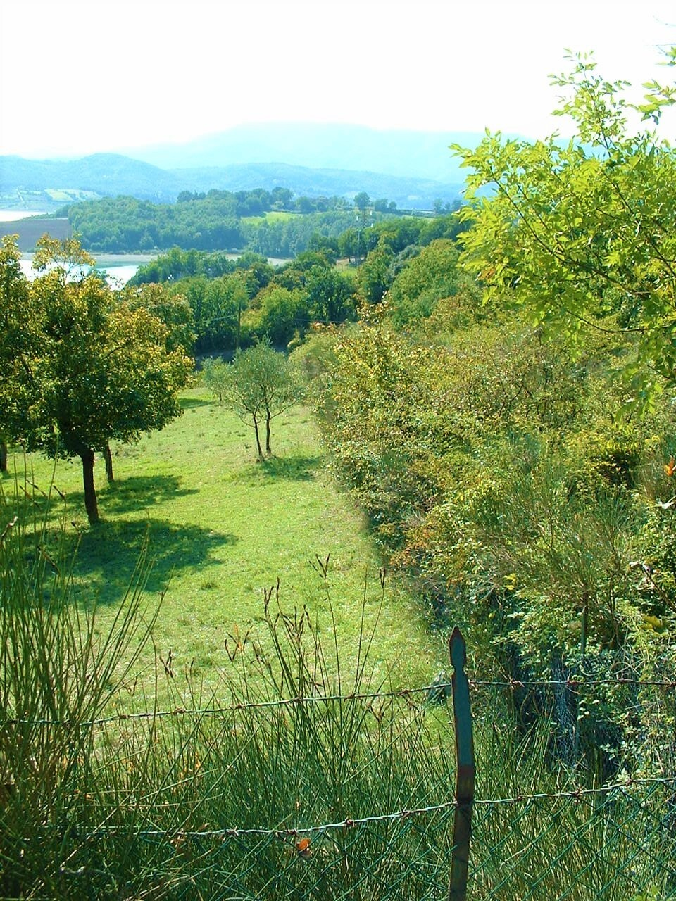 immagine annuncio 3 di 8