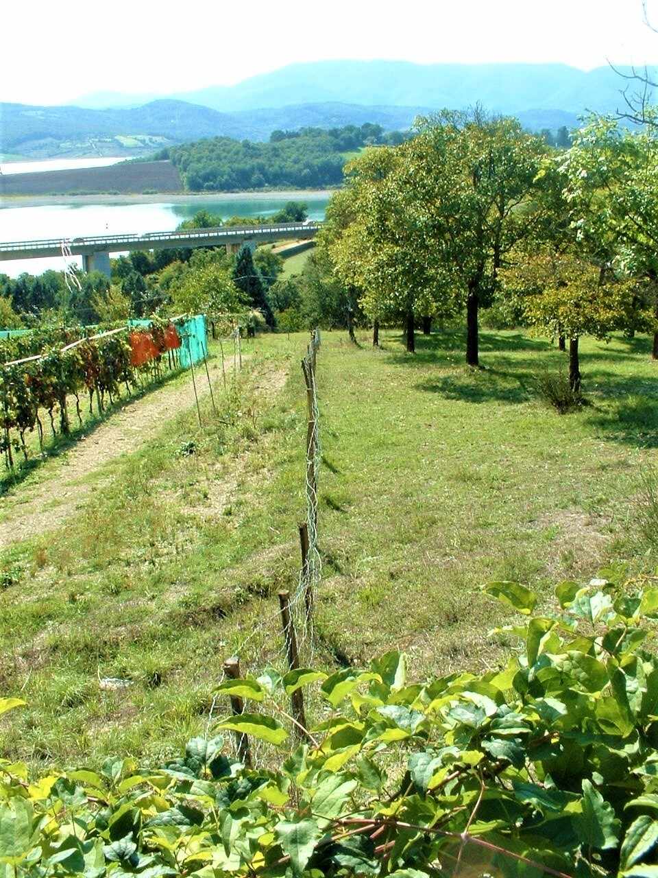 immagine annuncio 7 di 8