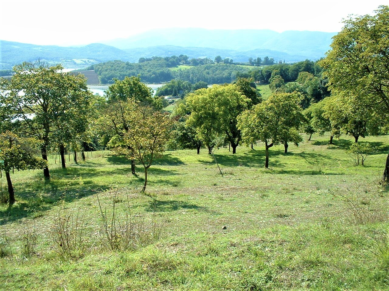 immagine annuncio 6 di 8