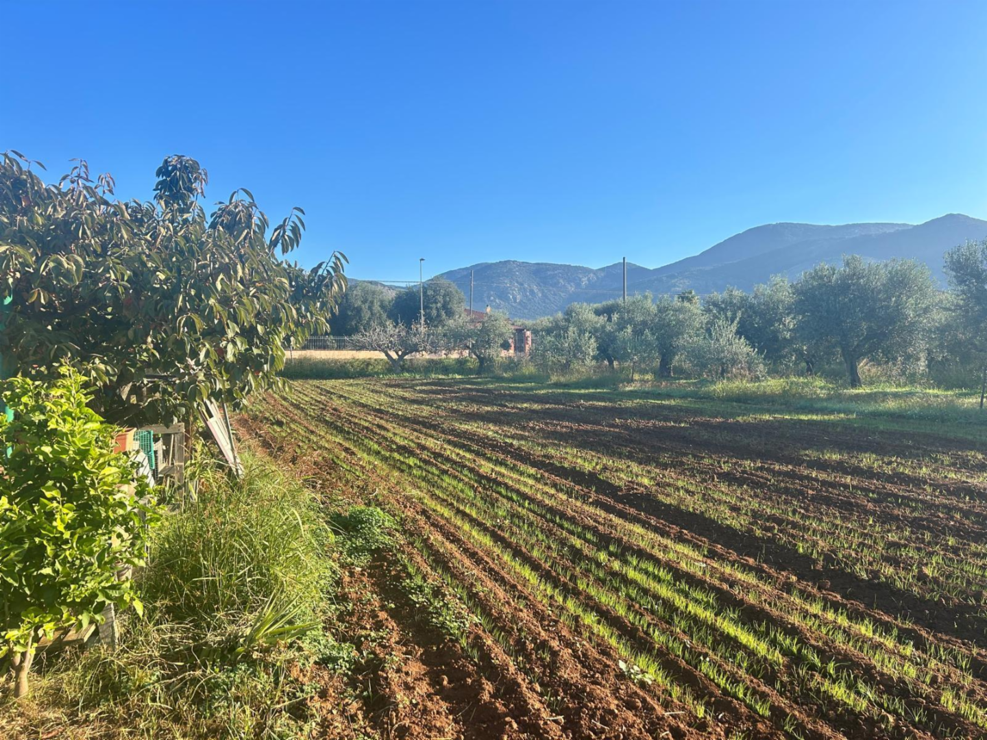 immagine annuncio 5 di 8