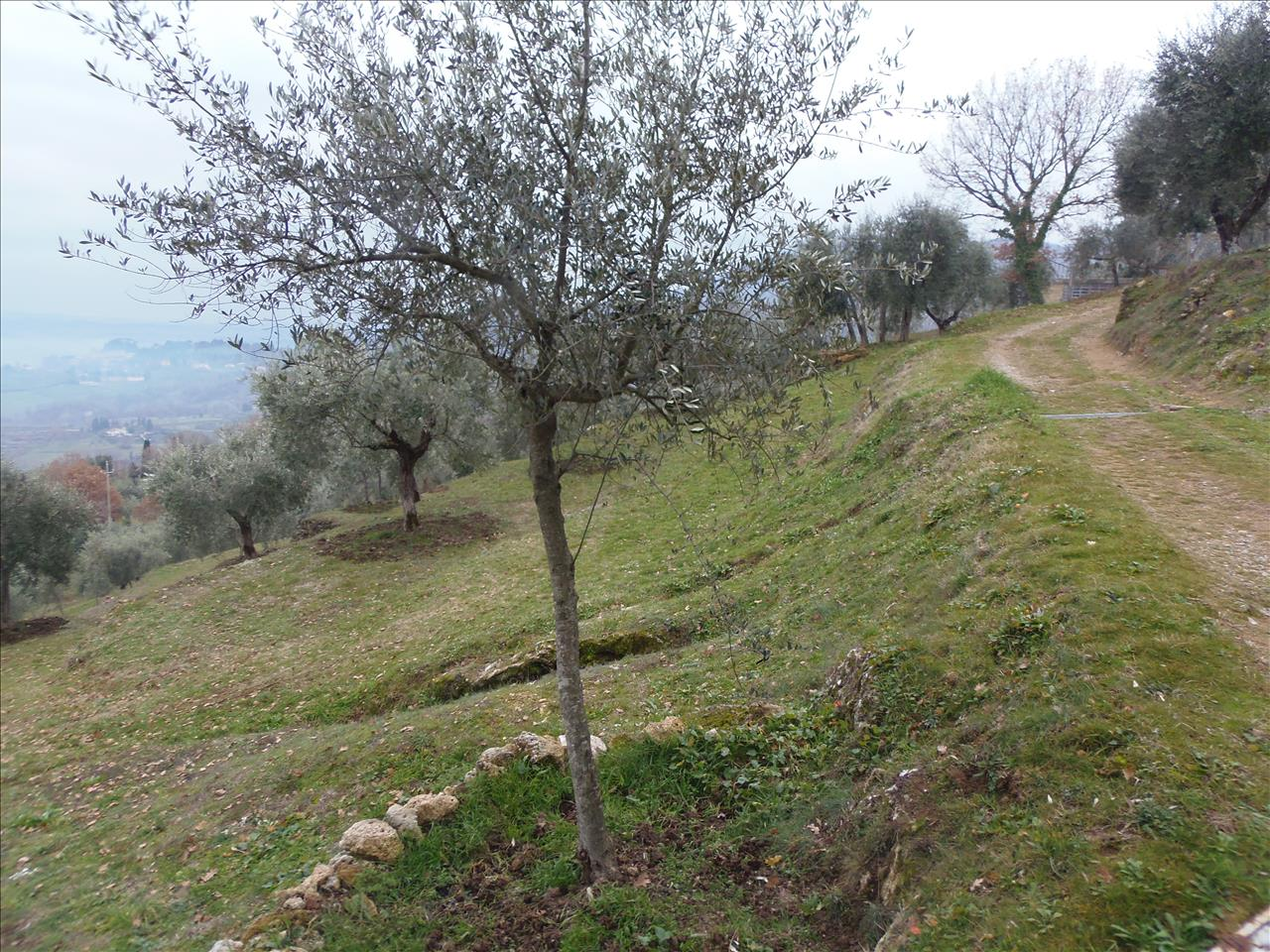 immagine annuncio 5 di 9