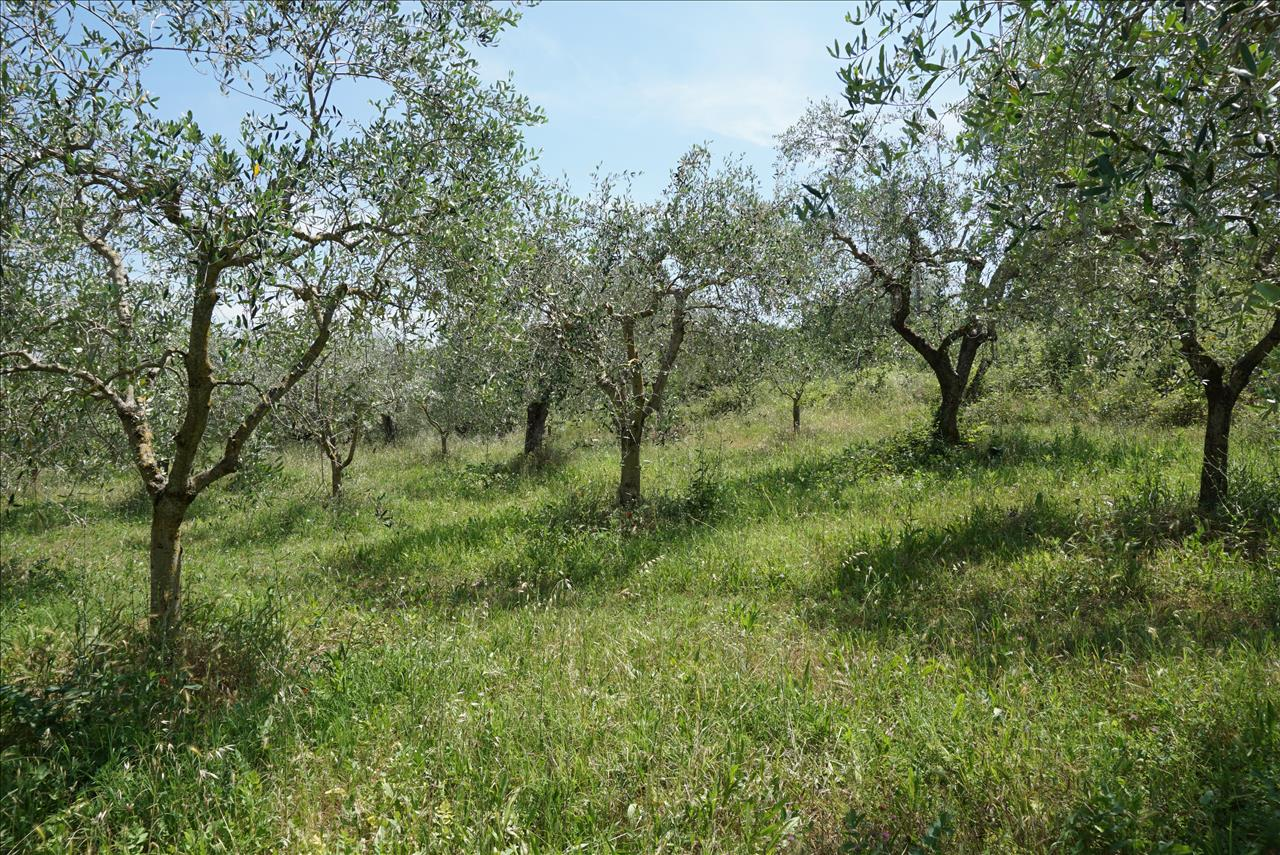 immagine annuncio 3 di 9