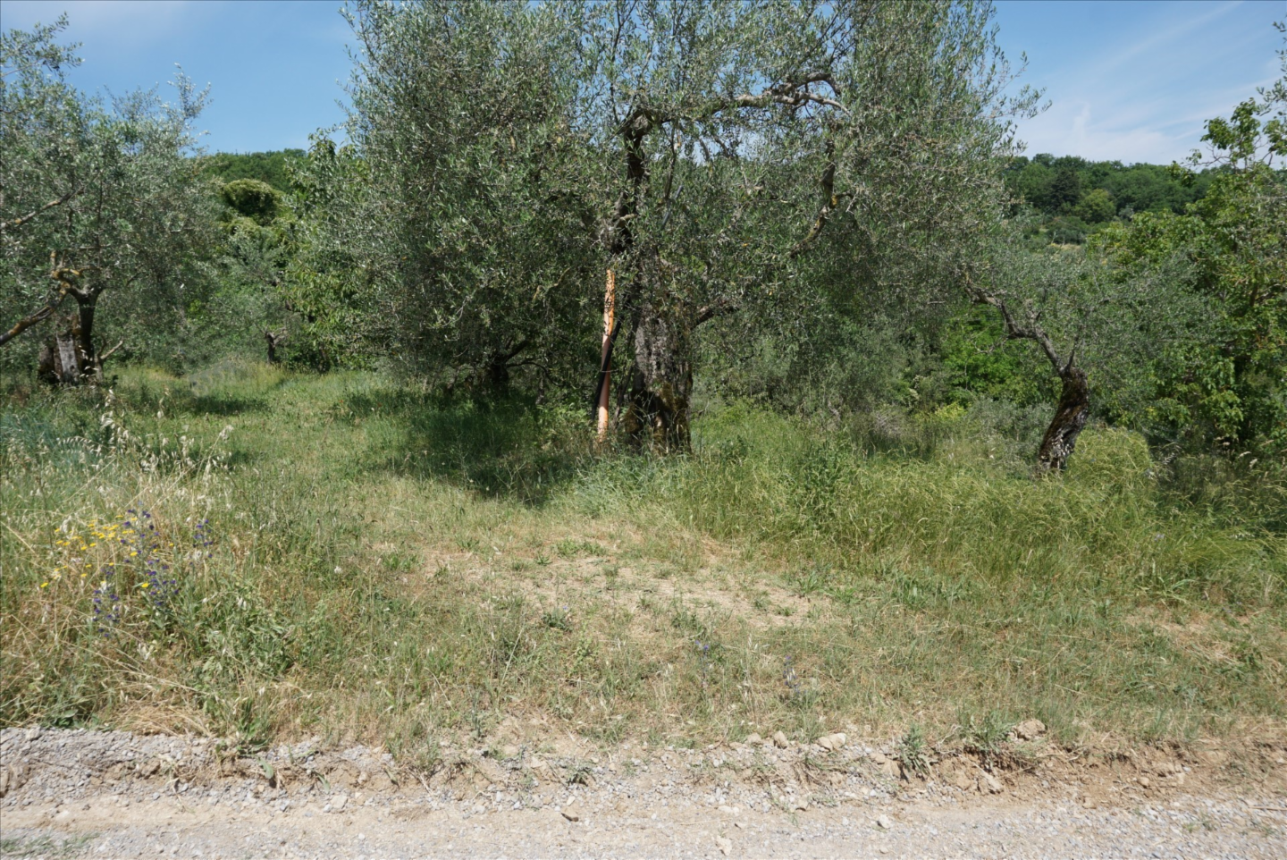 immagine annuncio 7 di 9