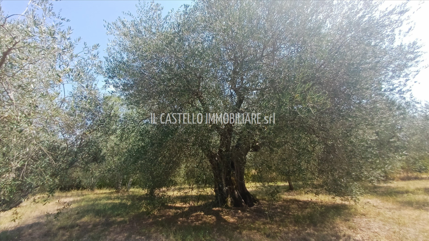 immagine annuncio 6 di 9