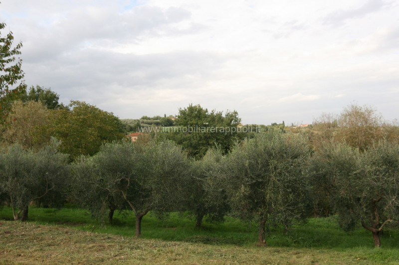 immagine annuncio 2 di 6
