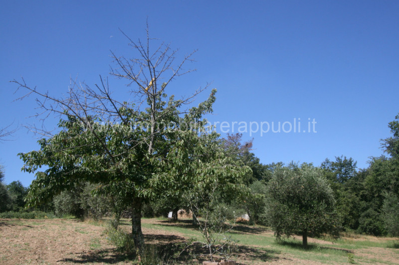 immagine annuncio 7 di 8