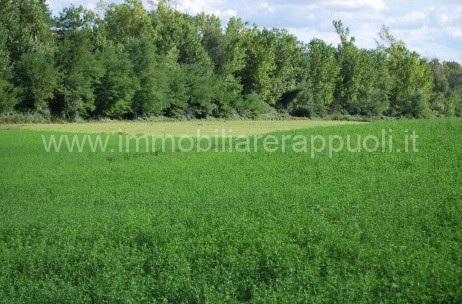immagine annuncio 4 di 8