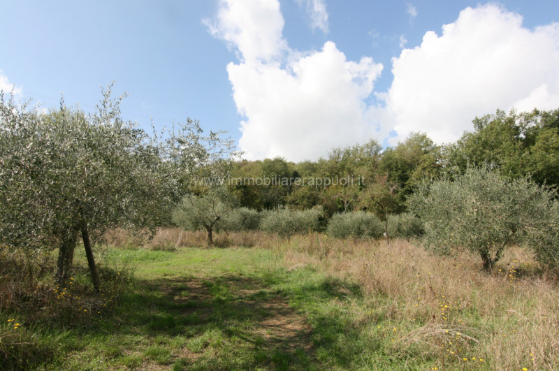 immagine annuncio 2 di 9