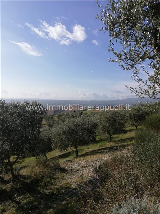 immagine annuncio 6 di 8