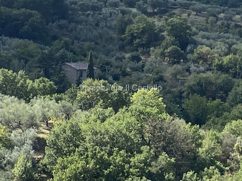 immagine annuncio 1 di 6