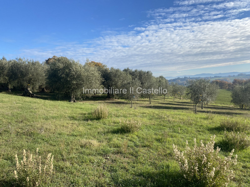 immagine annuncio 5 di 7