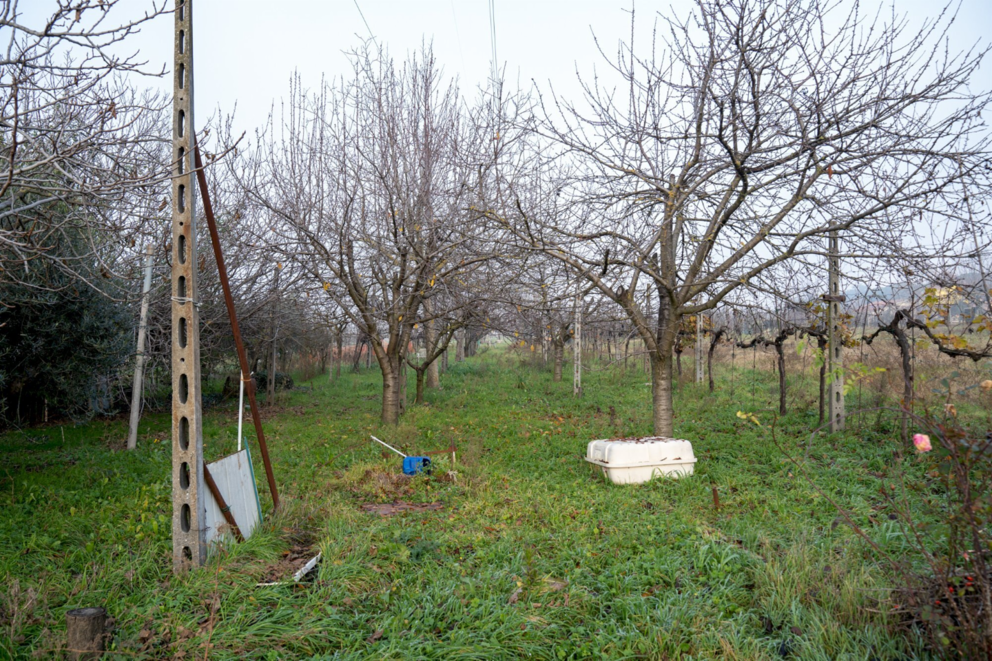 immagine annuncio 2 di 6
