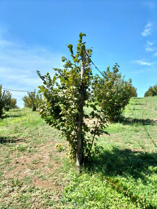 immagine annuncio 3 di 4