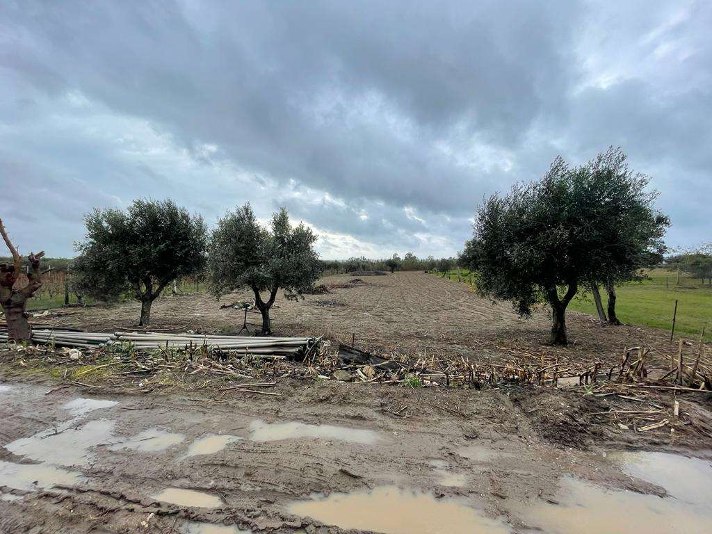 immagine annuncio 5 di 9