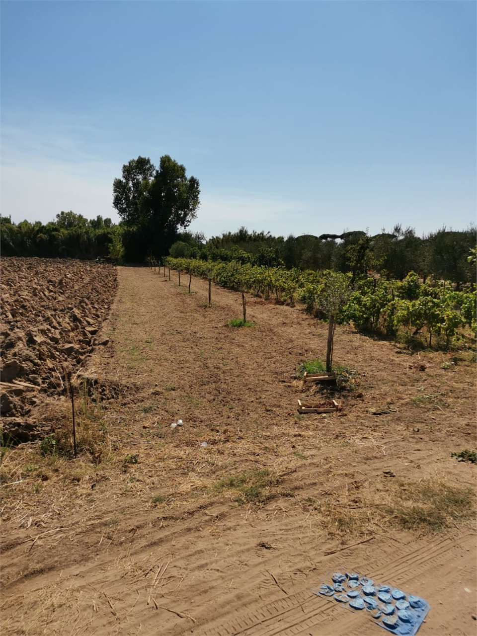 immagine annuncio 2 di 7