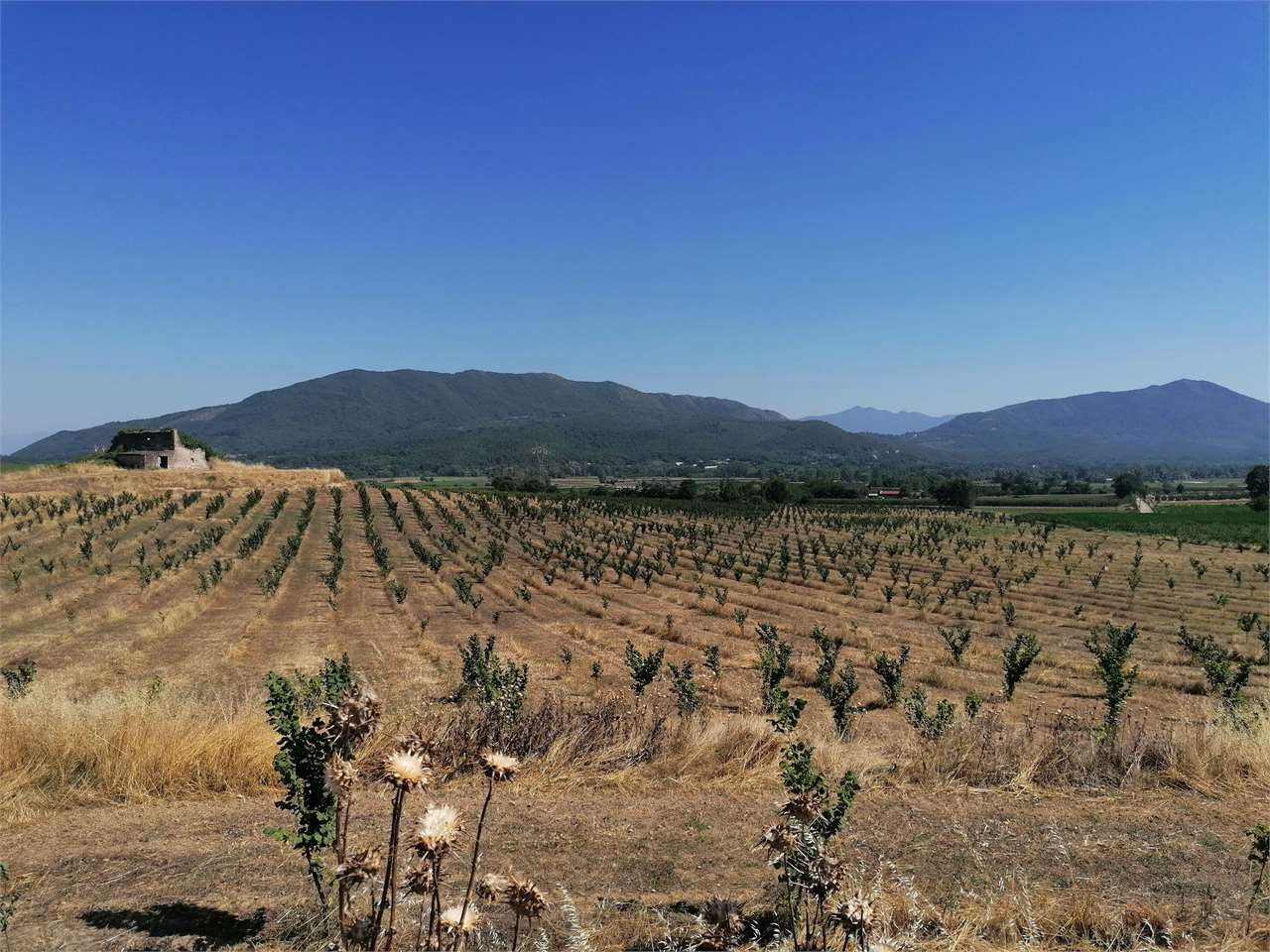 immagine annuncio 1 di 2