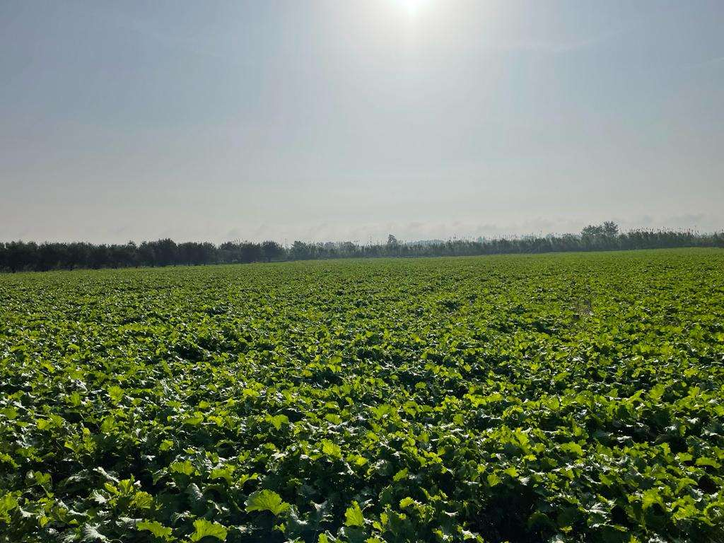 immagine annuncio 4 di 7