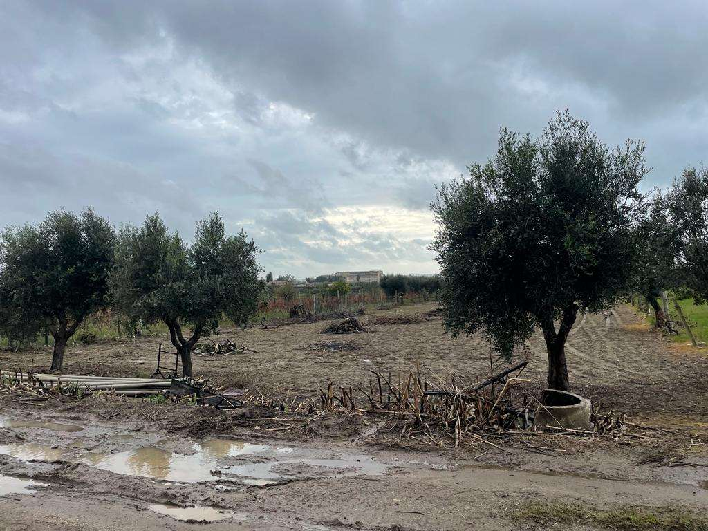 immagine annuncio 6 di 9
