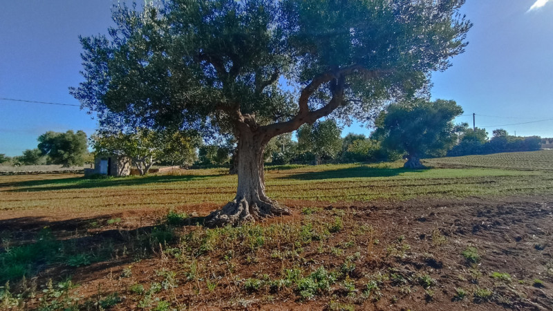 immagine annuncio 9 di 10