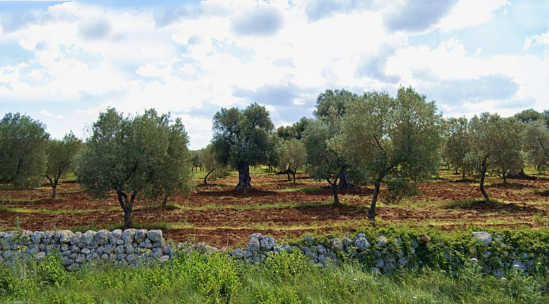 immagine annuncio 6 di 9