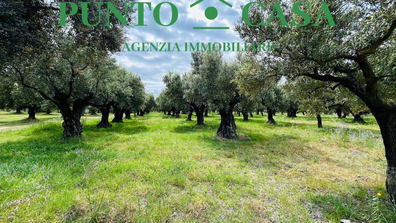 immagine annuncio 7 di 10