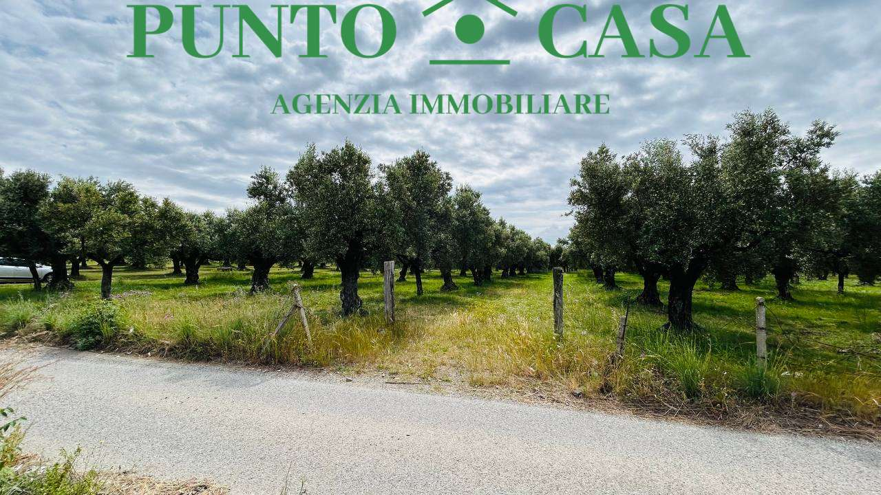 immagine annuncio 6 di 10