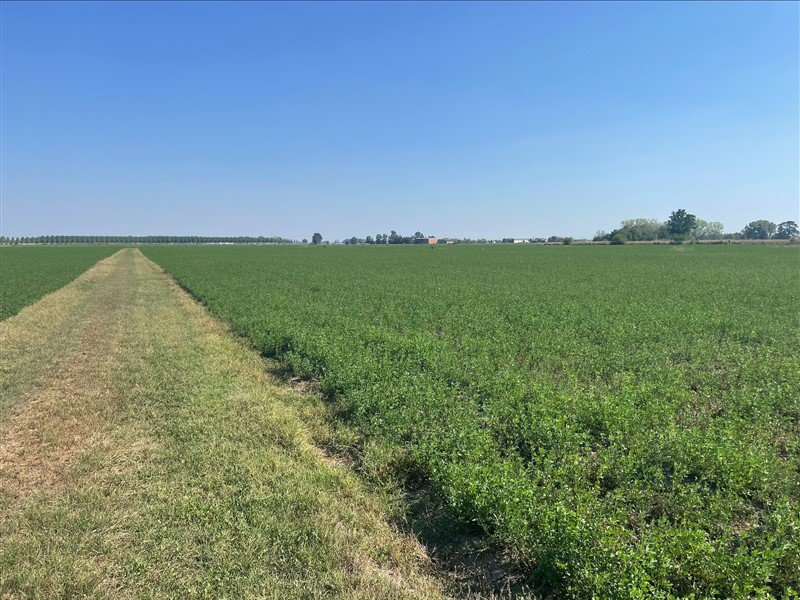 immagine annuncio 4 di 7