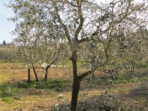 immagine annuncio 5 di 9