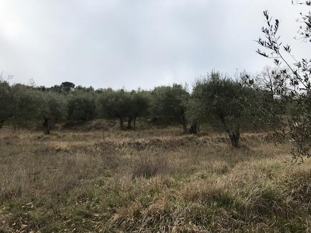 immagine annuncio 1 di 6